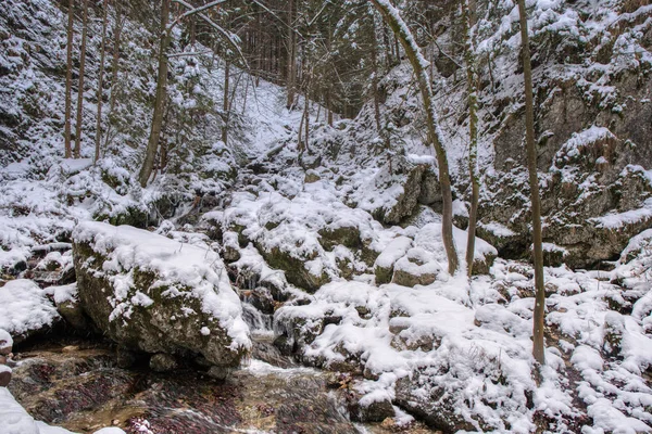 Winter landscape in mountains with river and beautifully snowy trees, Slovakia Mala Fatra, Janosikove hole — Stock Photo, Image