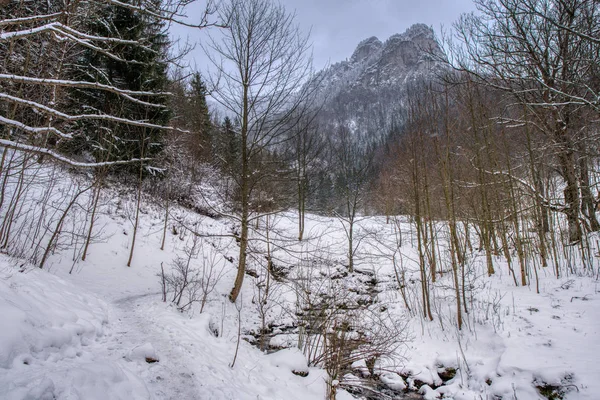 Зимний пейзаж с ручьем и дорожкой в долине в горах, Словакия Мала фетра, Rozsutec — стоковое фото