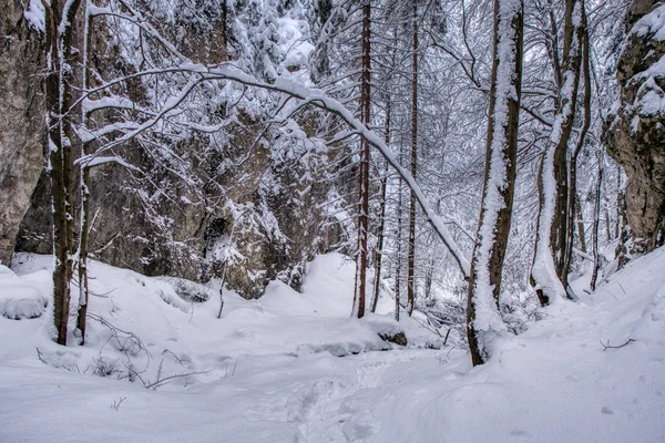 Зимний горный пейзаж. извилистая дорога, ведущая в сосновый лес, покрытый снегом. , Словакия мала фетра — стоковое фото