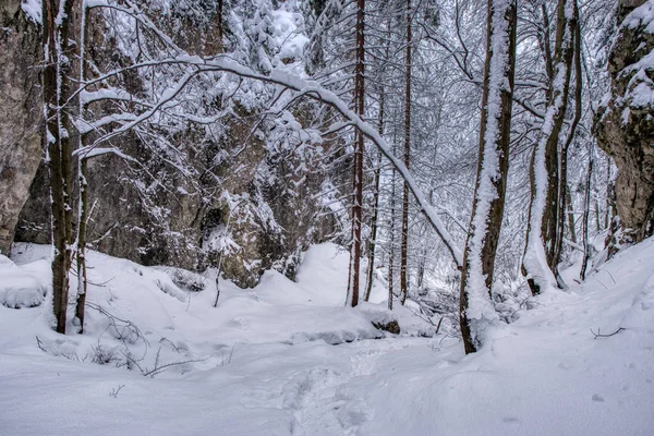 Зимний горный пейзаж. извилистая дорога, ведущая в сосновый лес, покрытый снегом . — стоковое фото