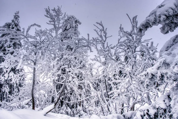 Foresta boreale in un freddo giorno d'inverno dopo la tempesta di neve, Slovacchia, Mala fatra — Foto Stock
