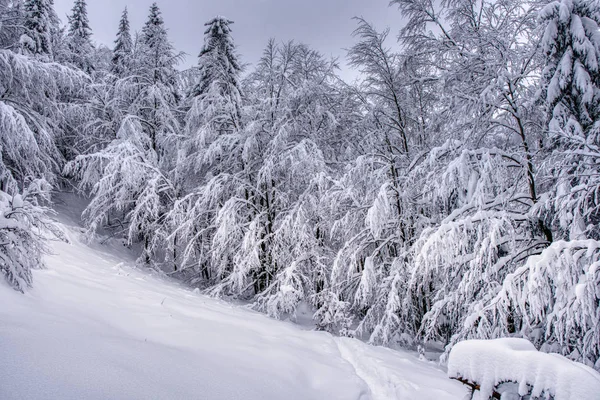 Борловый лес в холодный зимний день после снежной бури, Словакия, Мала фетра — стоковое фото