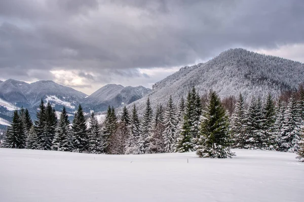 Majestuosas abetos blancos que brillan por la luz del sol. Pintoresca y hermosa escena invernal. eslovakia mala fatra —  Fotos de Stock