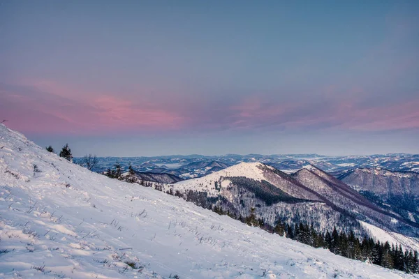 Winter snow forest sunset landscape. Sunset winter snow forest in Christmas wonderland scene. Winter sunset snow forest panoramic landscape