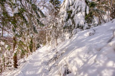 Karla kaplı çimenlikte güzel ağaçlar soğuk kış gününde kar taneleriyle dolup taşıyor. beskydy czech