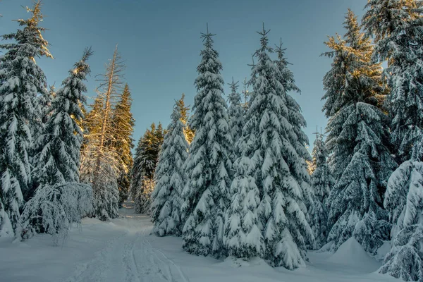 Снежные деревья в зимнем пейзаже. Бескидные горы в зимний солнечный день, Чехия . — стоковое фото