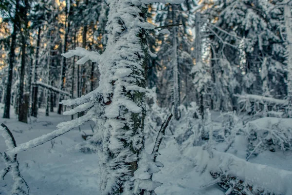 Ледяной снег покрыл ель веточку в зимний и солнечный свет. Чехия в Европе — стоковое фото