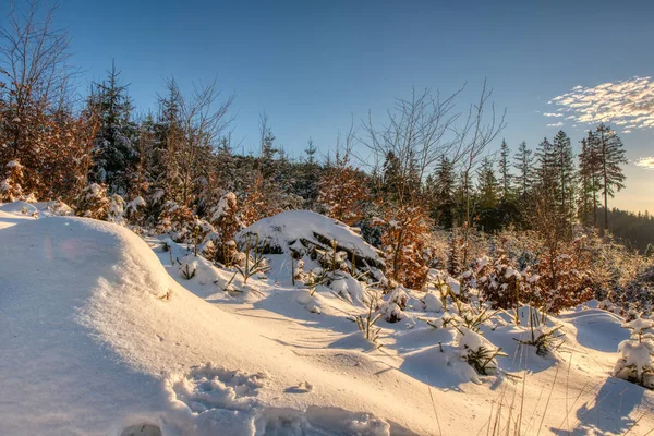 Bela paisagem de inverno com pequenas colinas e abetos cobertos de neve. checa beskydy — Fotografia de Stock