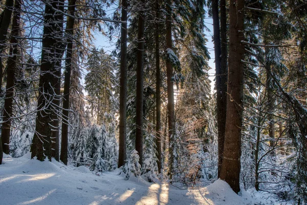 Snowy winterbos met sparren bomen bij zonsondergang. Tsjechisch Europa — Stockfoto
