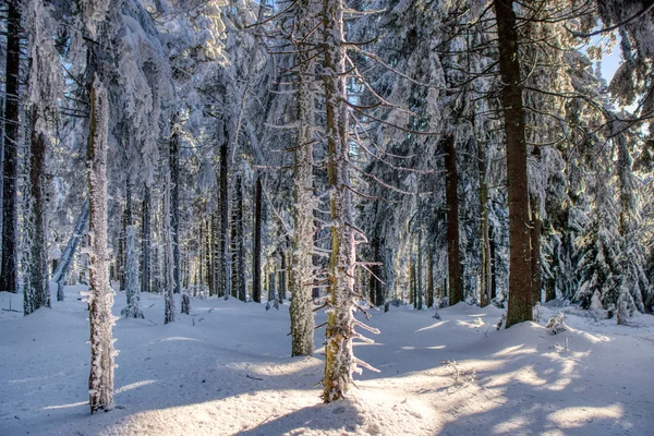 Снежные деревья в зимнем пейзаже. Бескидные горы в зимний солнечный день, Чехия . — стоковое фото