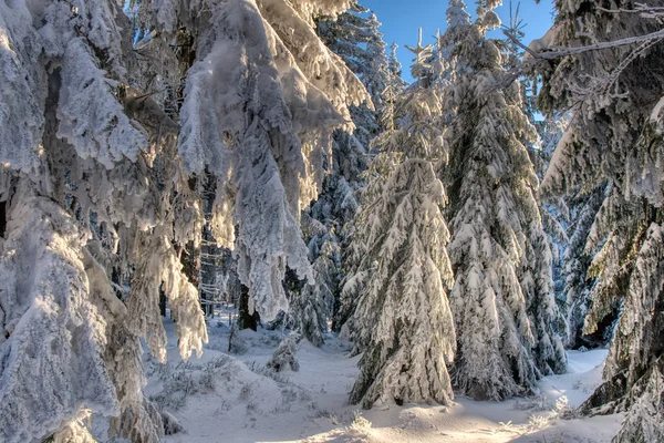 Splendida scena natalizia nella foresta montana nella giornata di sole. Bellissimo paesaggio invernale nel ceco beskydy, Europa — Foto Stock