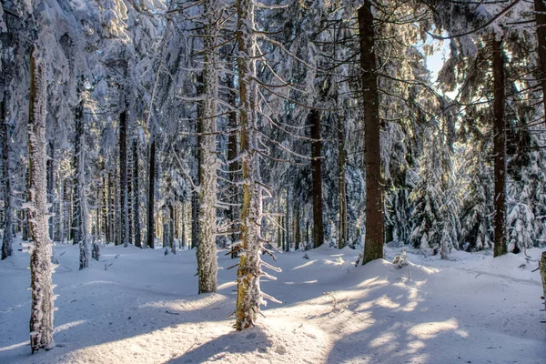 Величественные белые ели светятся солнечным светом. Живописная и великолепная зимняя сцена. Чехия в Европе — стоковое фото