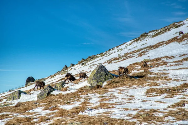 herd of mountain goats on mountain ridge grazes in winter, slovakia low tatras