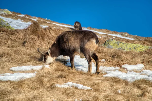 Mountain goats on mountain ridge graze in winter, Slovakia Low Tatras