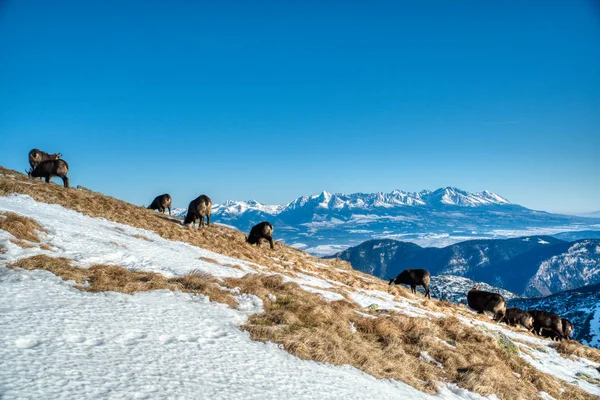 Mountain goats on mountain ridge graze in winter and in background is seen High Tatras, Slovakia Low Tatras