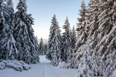 Dağlardaki muhteşem kış manzarası Ağaçlarda karla kaplı, Slovakya Velky Choc