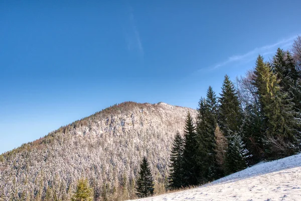 Деревья Пейзаж Покрытые Снегом Горах Второй Половине Дня Словакия Мало — стоковое фото