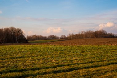 Tarlanın arkasındaki huş ağacı gün batımında güzelce aydınlatılmış.