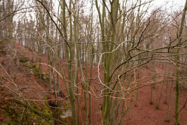 Knoppen Boomtakken Het Voorjaarsbos Met Nog Gevallen Bladeren Uit Herfst — Stockfoto