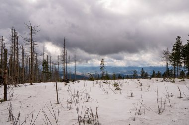 Keresteciliğin yasak olduğu bir bölgede kümes hayvanlarının afetinden zarar gören eski orman, eski ormanların, kış aylarında kuşların saldırısından sonra insanların müdahalesi olmadan tarihsel olarak kullanıldığı yerdir.