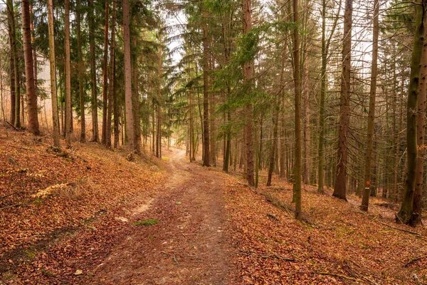 Uma Viagem Pela Floresta Após Inverno Onde Muitas Folhas Permaneceram — Fotografia de Stock