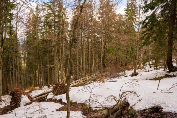 Oud Bos Beschadigd Door Vogelpest Een Gebied Waar Houtkap Verboden — Stockfoto