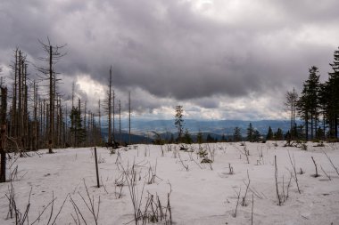 Keresteciliğin yasak olduğu bir bölgede kümes hayvanlarının afetinden zarar gören eski orman, eski ormanların, kış aylarında kuşların saldırısından sonra insanların müdahalesi olmadan tarihsel olarak kullanıldığı yerdir.