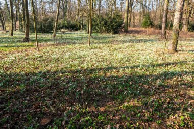 Parktaki büyük kar damlası tarlası Baharda güneşli bir gün