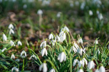 İlk bahar çiçekleri kıştan sonra.