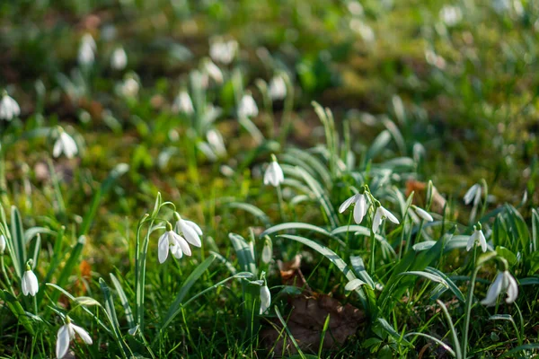 Primeiras Flores Primavera Gotas Neve Após Inverno — Fotografia de Stock