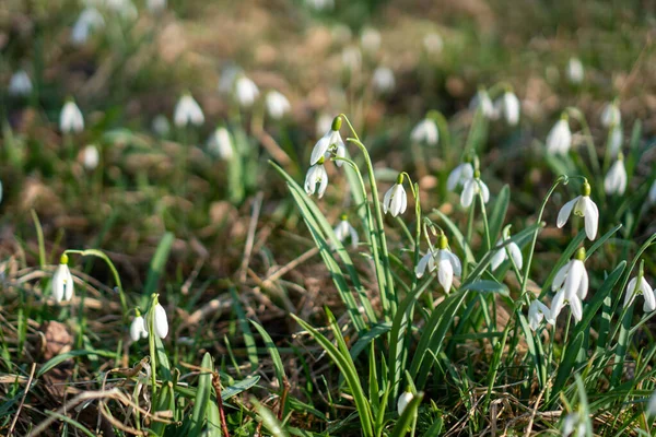 Pierwsze Wiosna Kwiaty Krople Śniegu Zimie — Zdjęcie stockowe