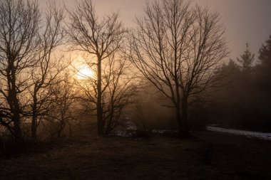 Ormanda ağaçların arkasında güzel parlayan güneş, czech beskydy