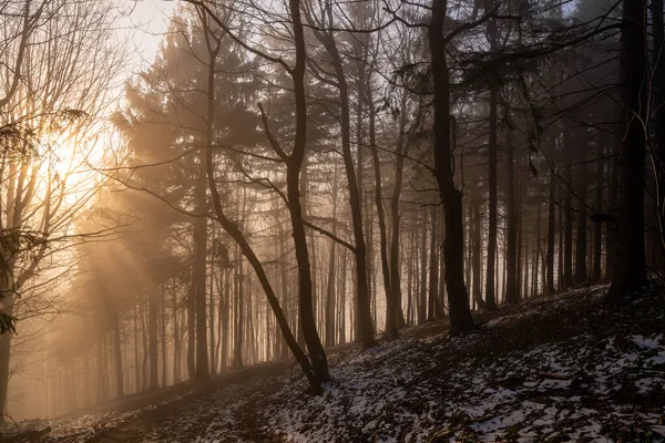 Belamente Sol Brilhante Com Árvore Backgroun Floresta Checo Beskydy — Fotografia de Stock