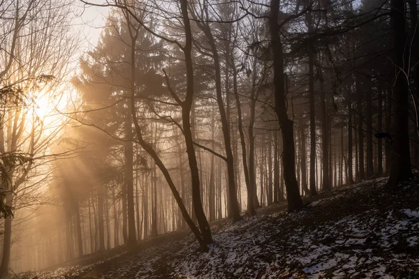 Belamente Sol Brilhante Com Árvore Backgroun Floresta Checo Beskydy — Fotografia de Stock