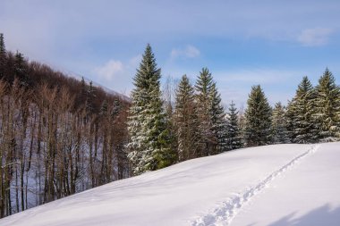 Ormandaki dağlarda çayır kışın karla kaplı sırt, Slovakya mala fatra