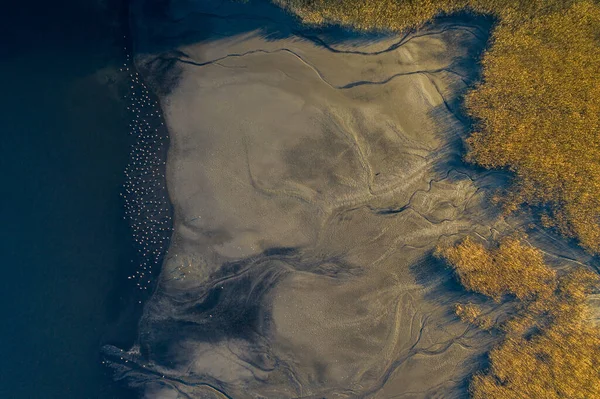 Aerial Shot Drying Lake Aftermath Large Flock Herons Ashore — Stock Photo, Image