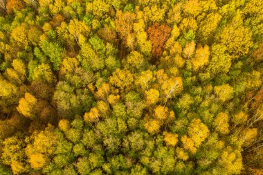 Sonbaharda ormanın havadan çekilmiş görüntüsü, sarıya boyanmış, czech.