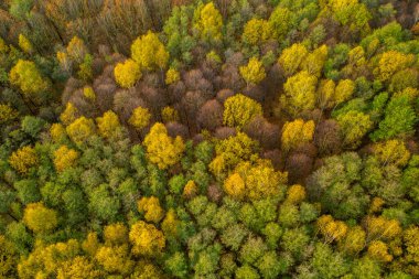 Sonbaharda ormanın havadan çekilmiş görüntüsü, sarıya boyanmış, czech.