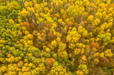 Sonbaharda ormanın havadan çekilmiş görüntüsü, sarıya boyanmış, czech.