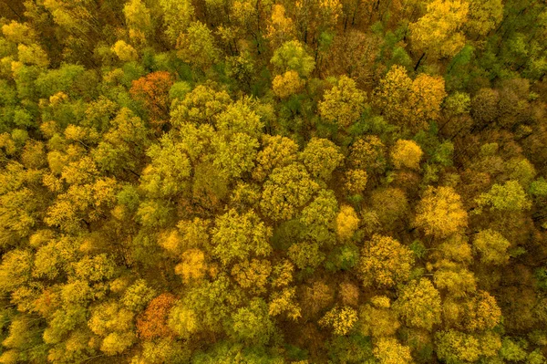 Tiro Aéreo Floresta Outono Lindamente Colorido Amarelo Checo — Fotografia de Stock