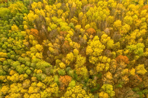 Plano Aéreo Del Bosque Otoño Bellamente Coloreado Amarillo Checo — Foto de Stock