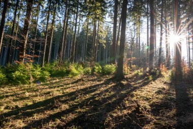 Dağlardaki ormandaki bir ağacın arkasından parlayan güneş, czech beskydy