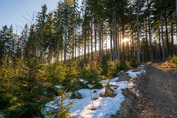 Zon Schijnt Van Achter Een Boom Het Bos Bergen Tsjechisch — Stockfoto