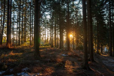 Dağlardaki ormandaki bir ağacın arkasından parlayan güneş, czech beskydy