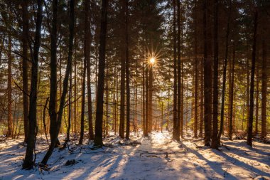 Dağlarda ağaçların arasından parlayan güneş.