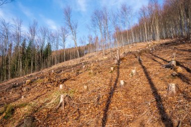 Dağlarda bir ağacı devirdikten sonra ağaç kütüğü kesilir, Çek Beskydy