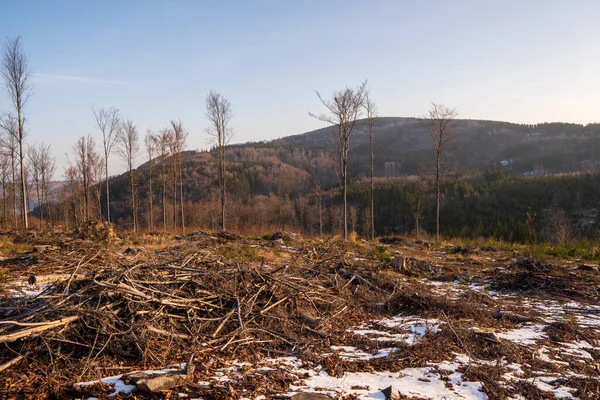 Tocos Árvore Depois Derrubar Uma Árvore Nas Montanhas Checa Beskydy — Fotografia de Stock