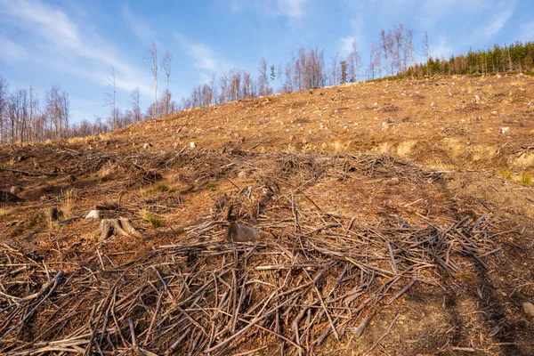 Tocos Árvore Depois Derrubar Uma Árvore Nas Montanhas Checa Beskydy — Fotografia de Stock