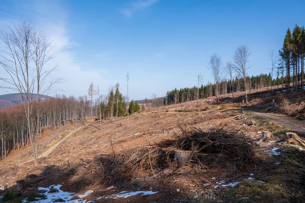 Tocos Árvore Depois Derrubar Uma Árvore Nas Montanhas Checa Beskydy — Fotografia de Stock