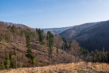 Tavuğa saldırıp ağacı kestikten sonra dağlarda bir orman.